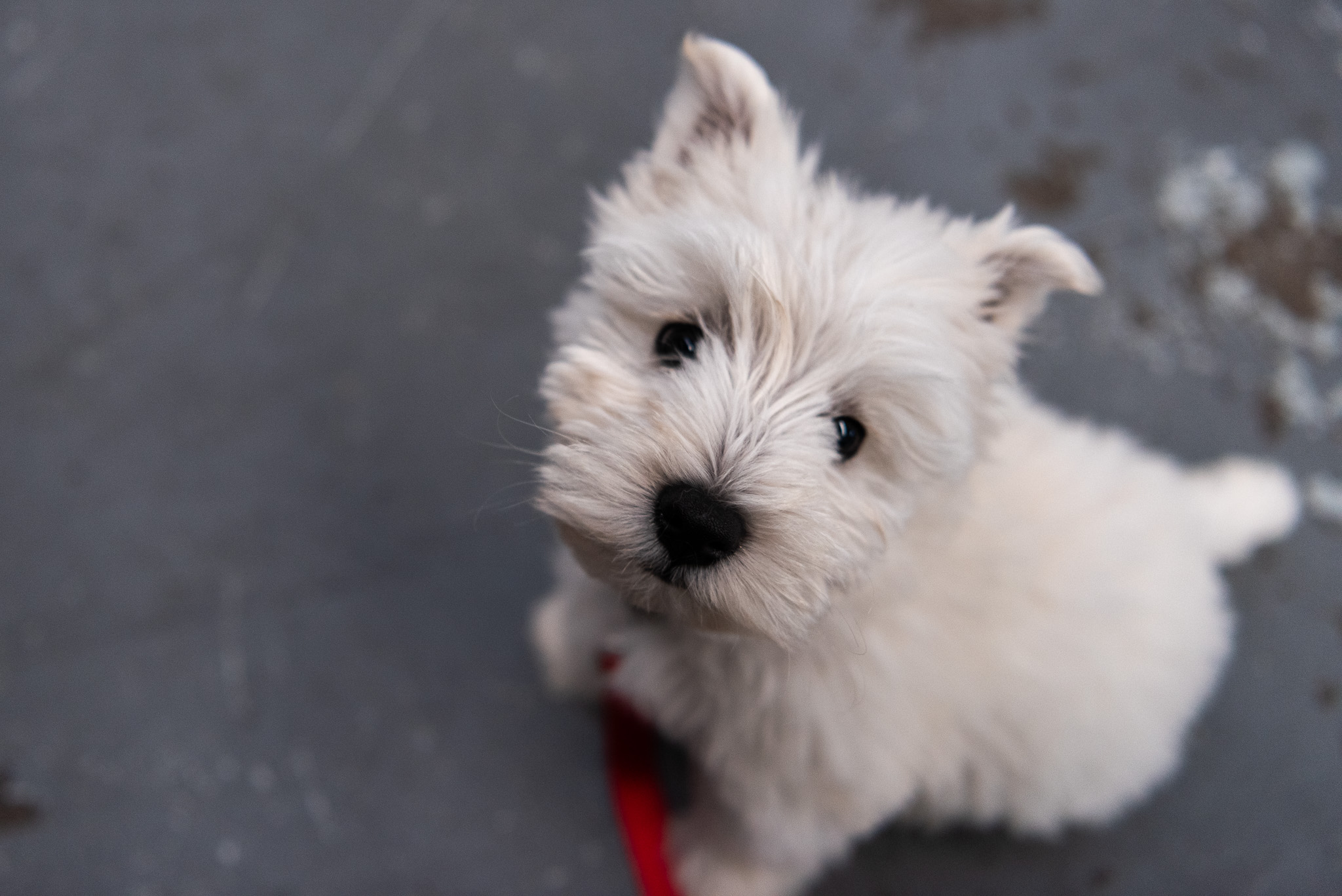 Puppy Socialisation Isn’t What Most People Think