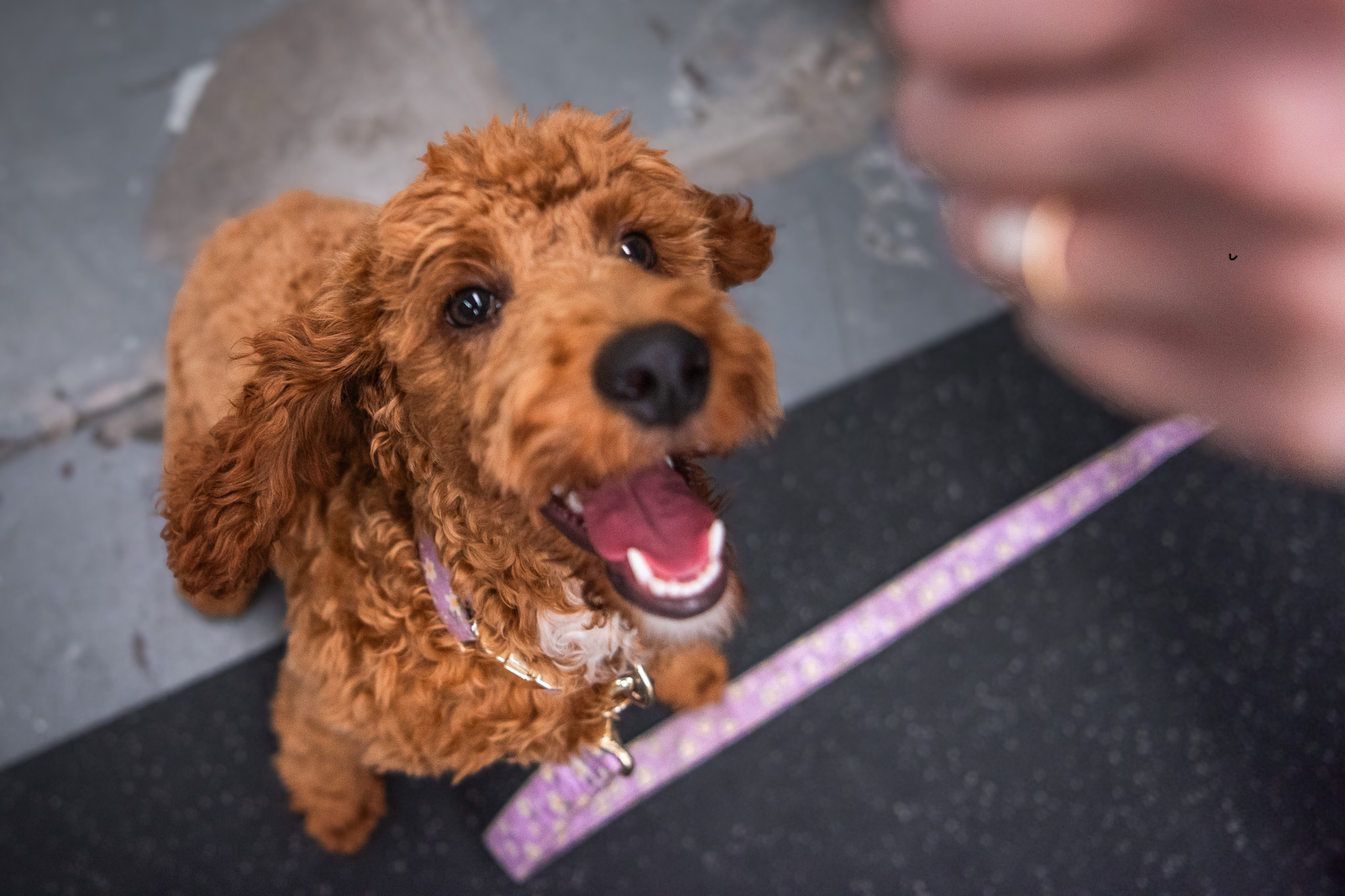 Puppy Training Beyond Sit & Stay