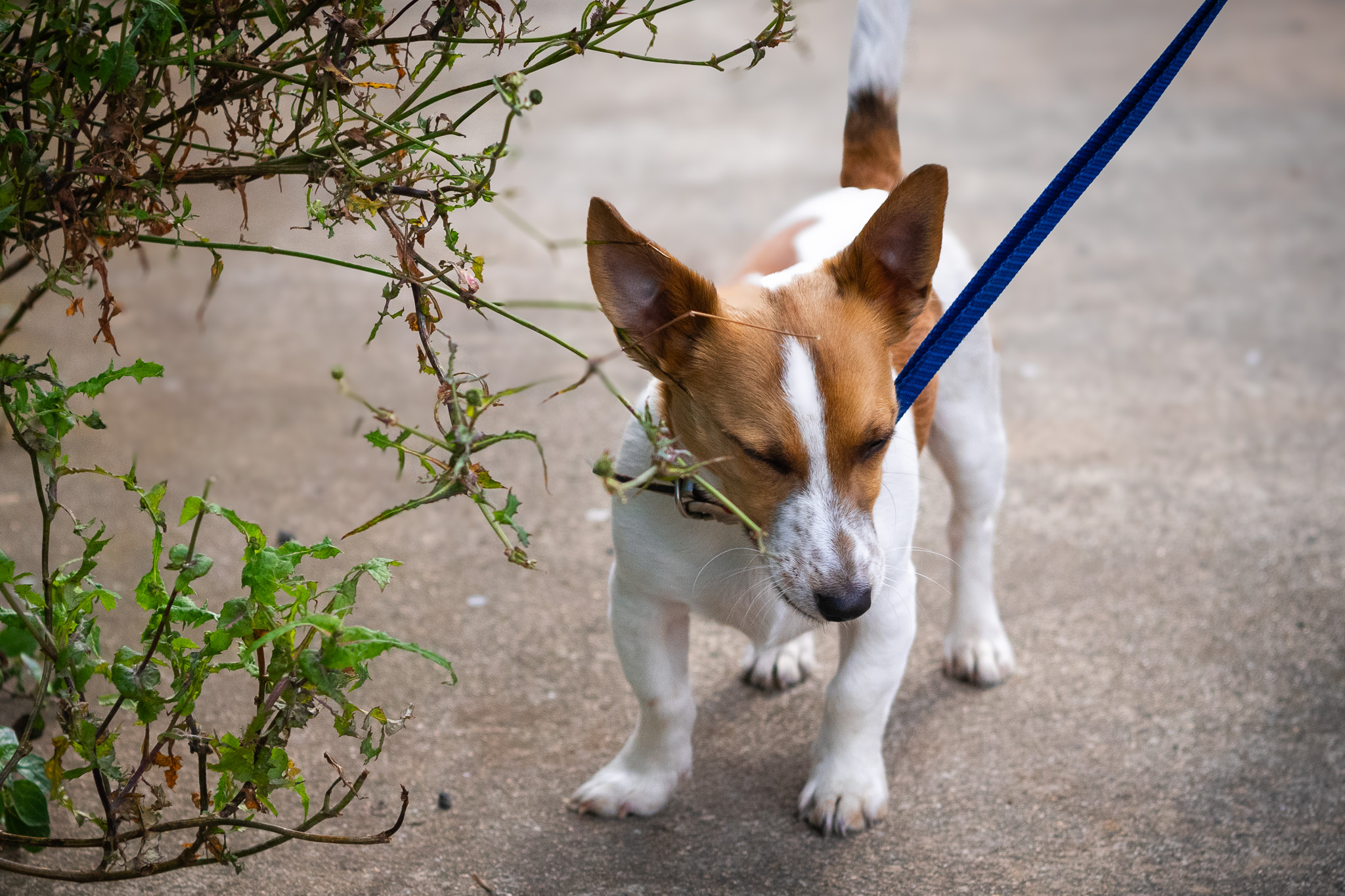 What your dog can teach you about mindfulness