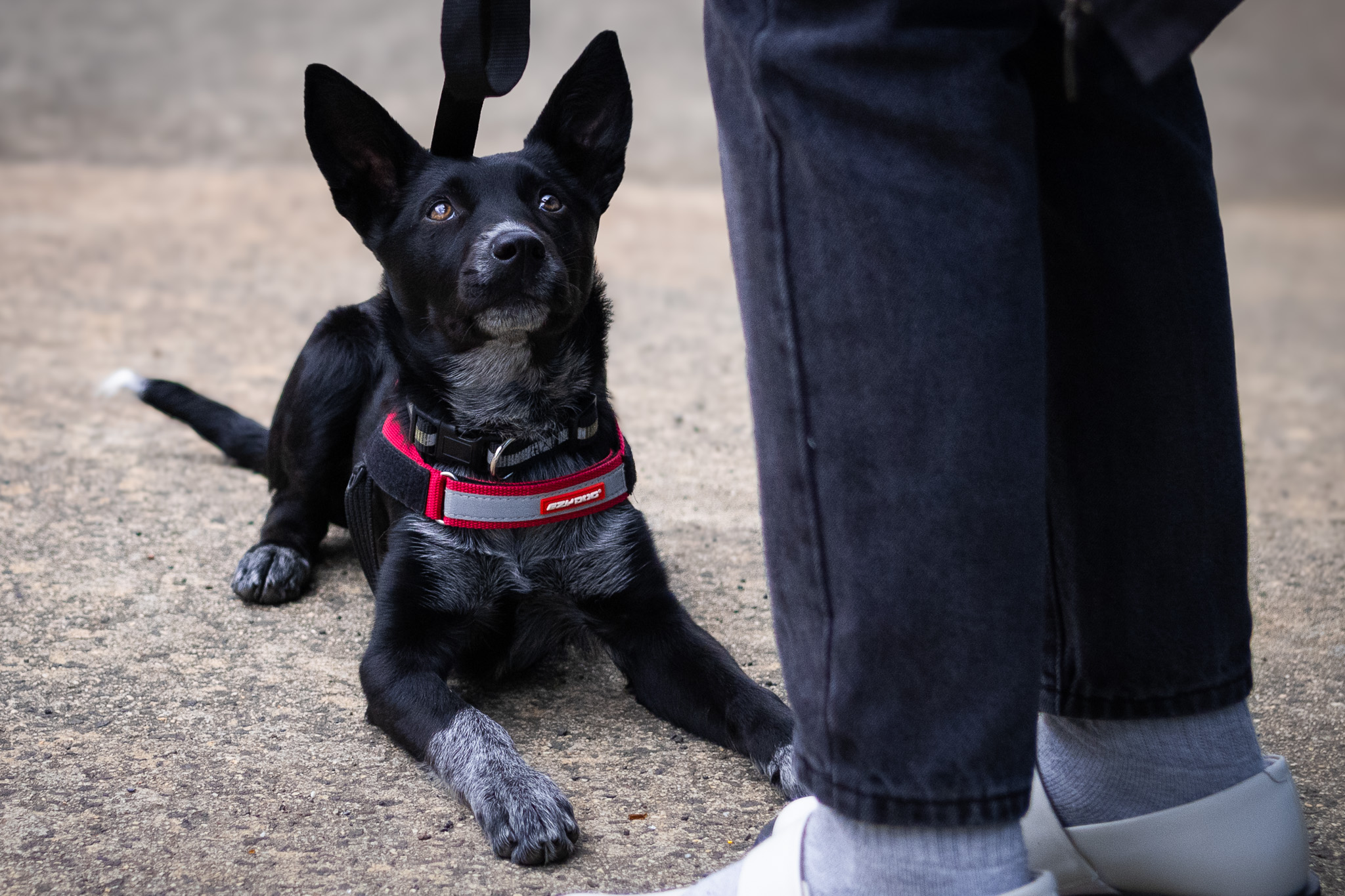 Why your dog forgets cues in new places