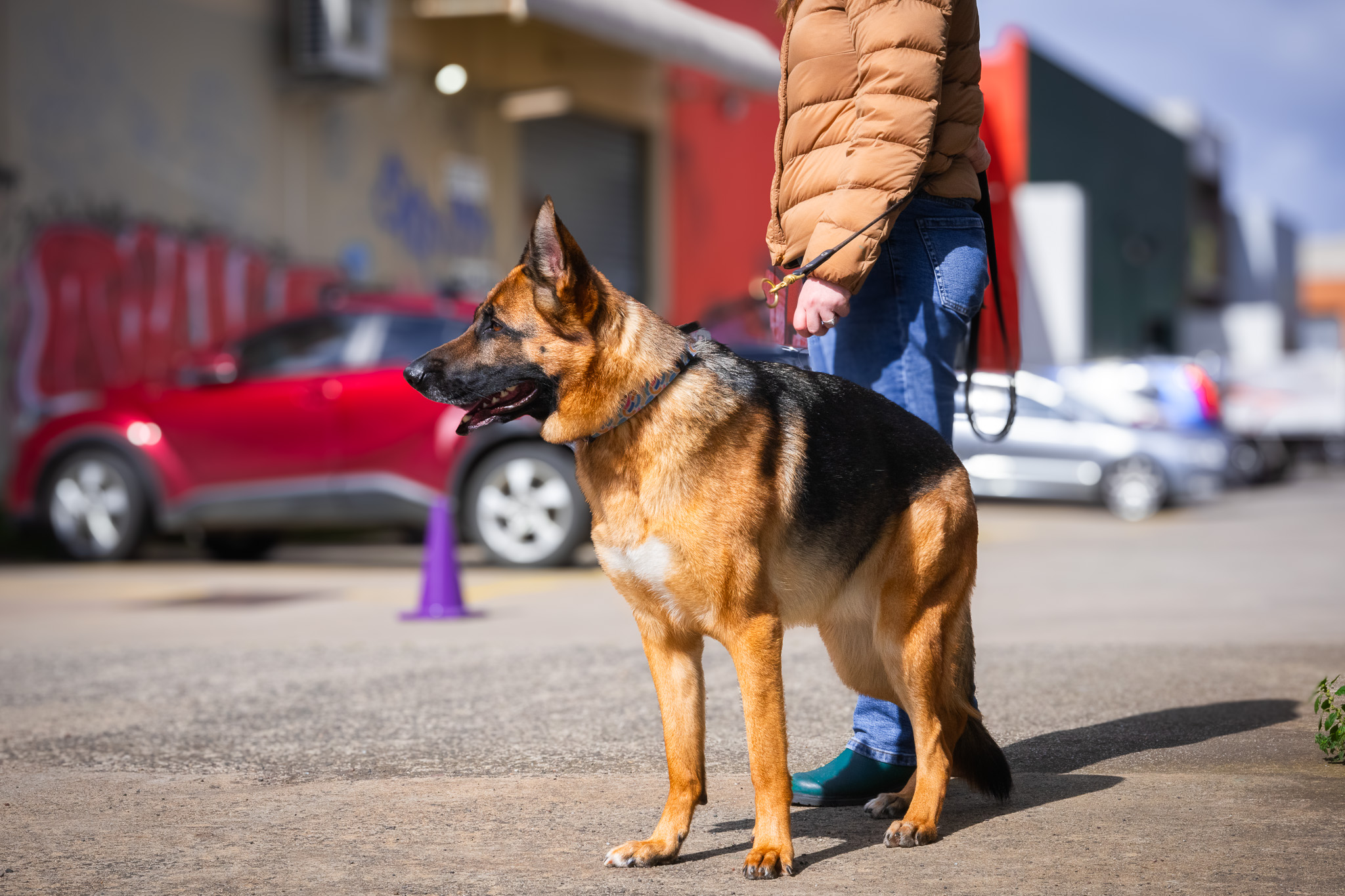 Why Your Off-Lead Dog Shouldn’t Approach On-Lead Dogs