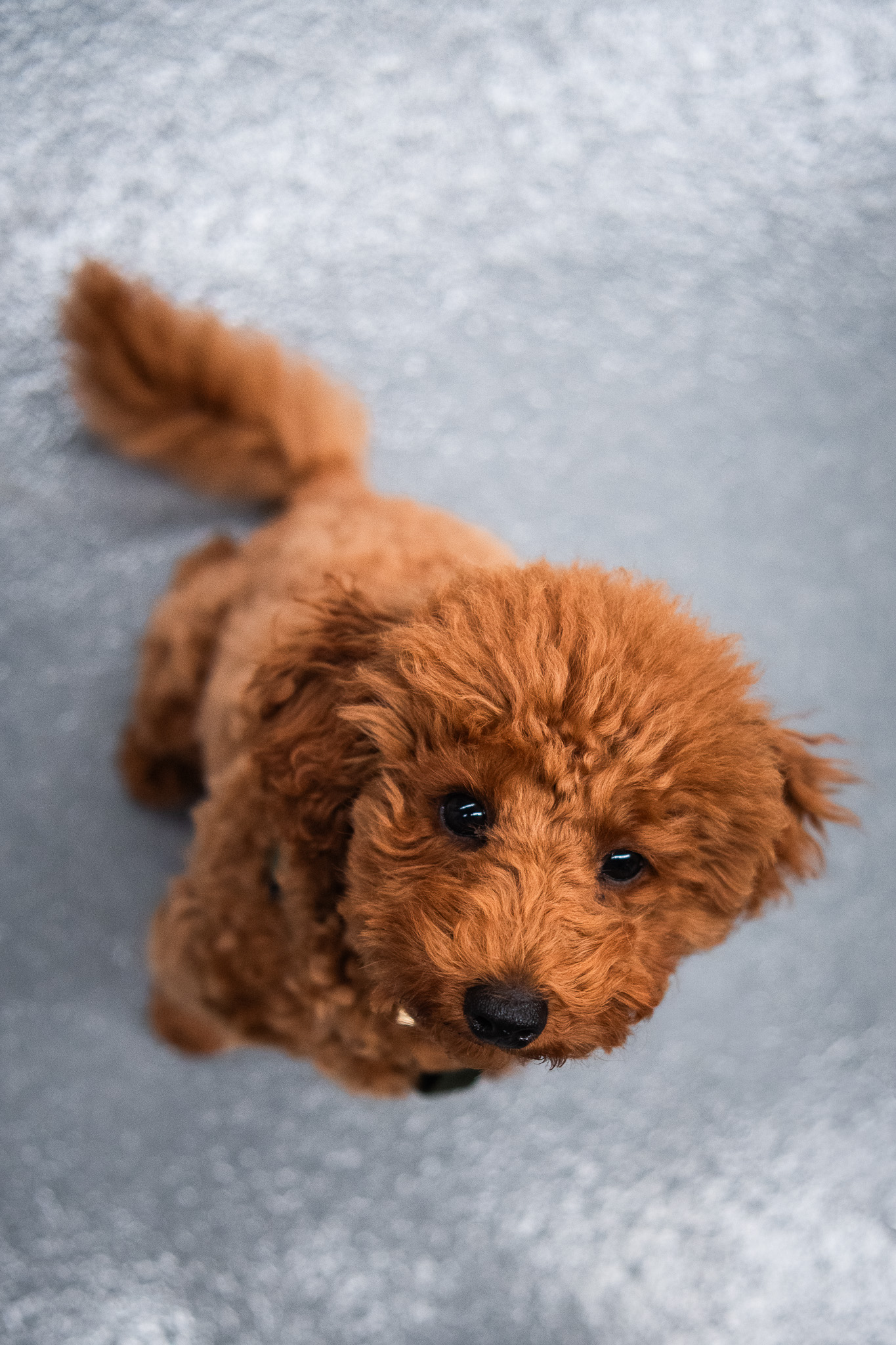 Your Puppy Doesn’t Need to Know 20 Tricks