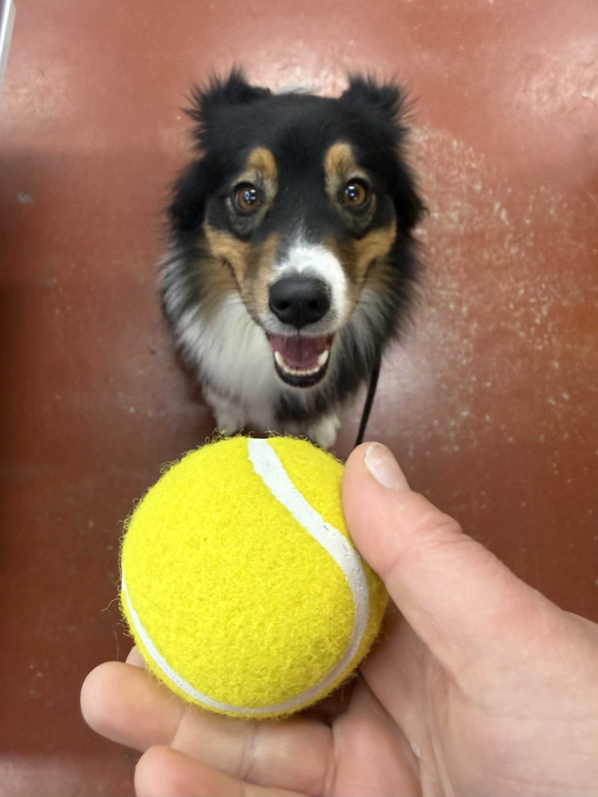 Think Twice About Tennis Balls
