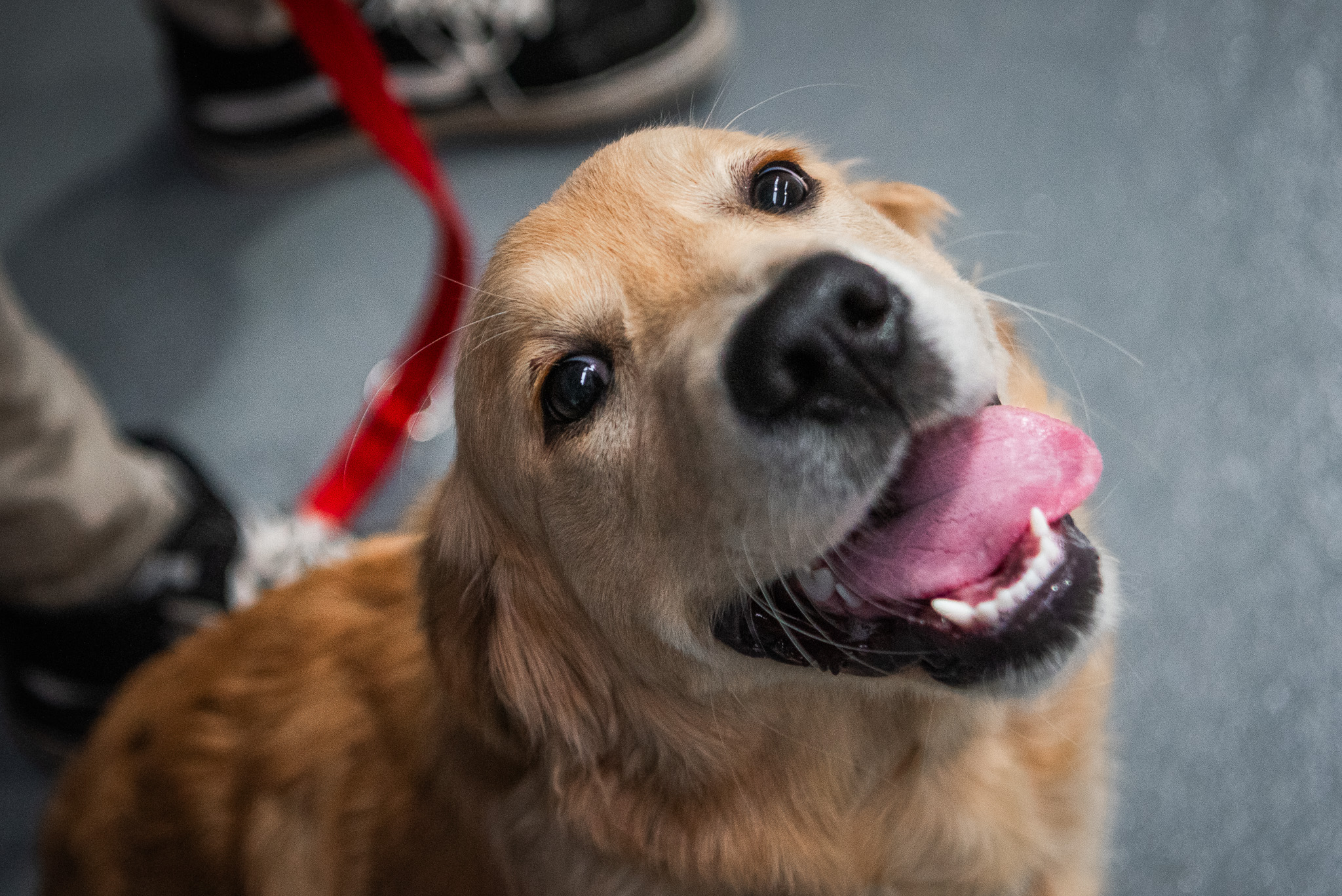 Why does my dog sometimes bite the lead?
